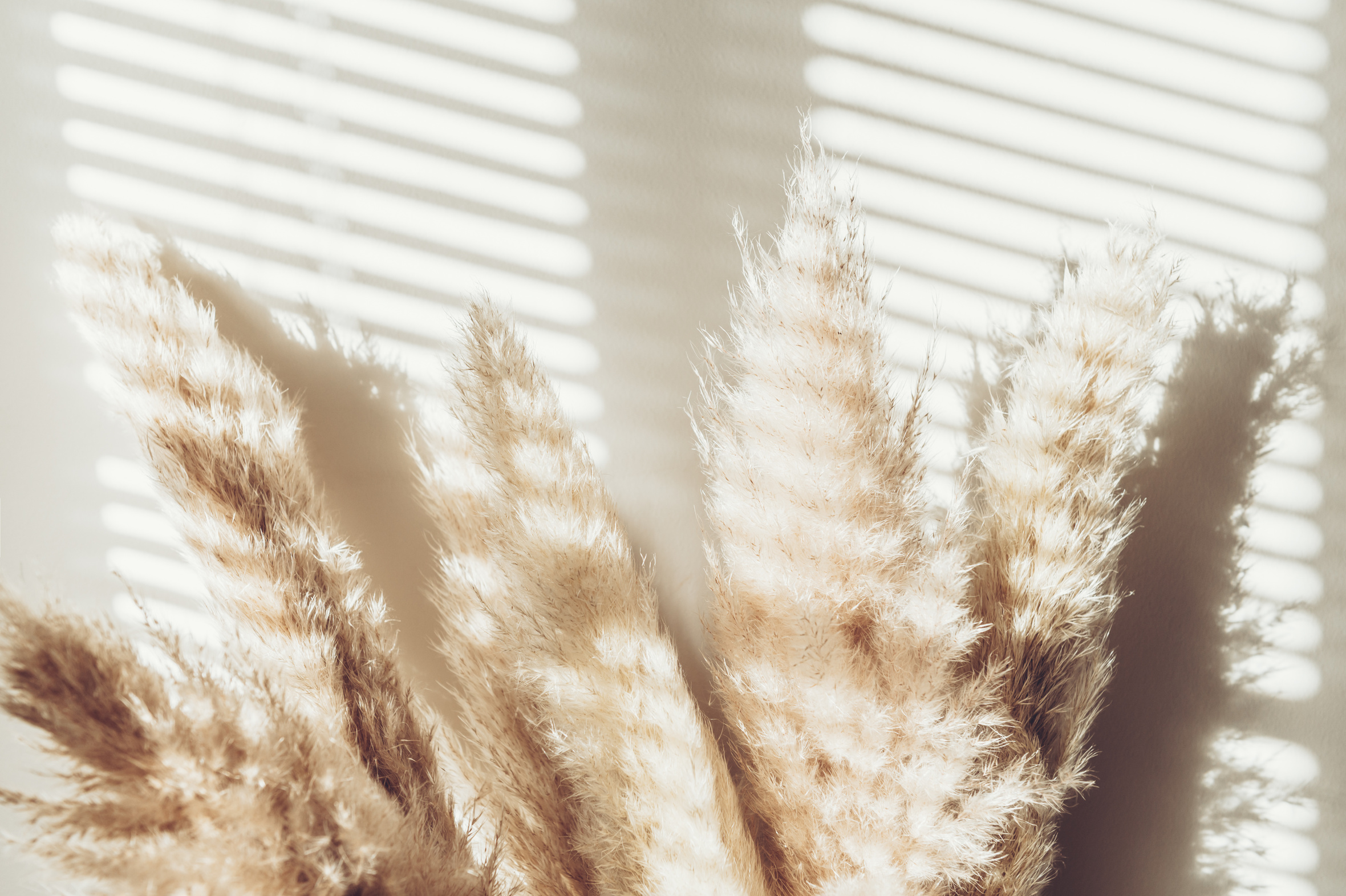 Dried Pampas Grass